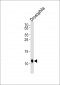 D SUMO Antibody (C-term)